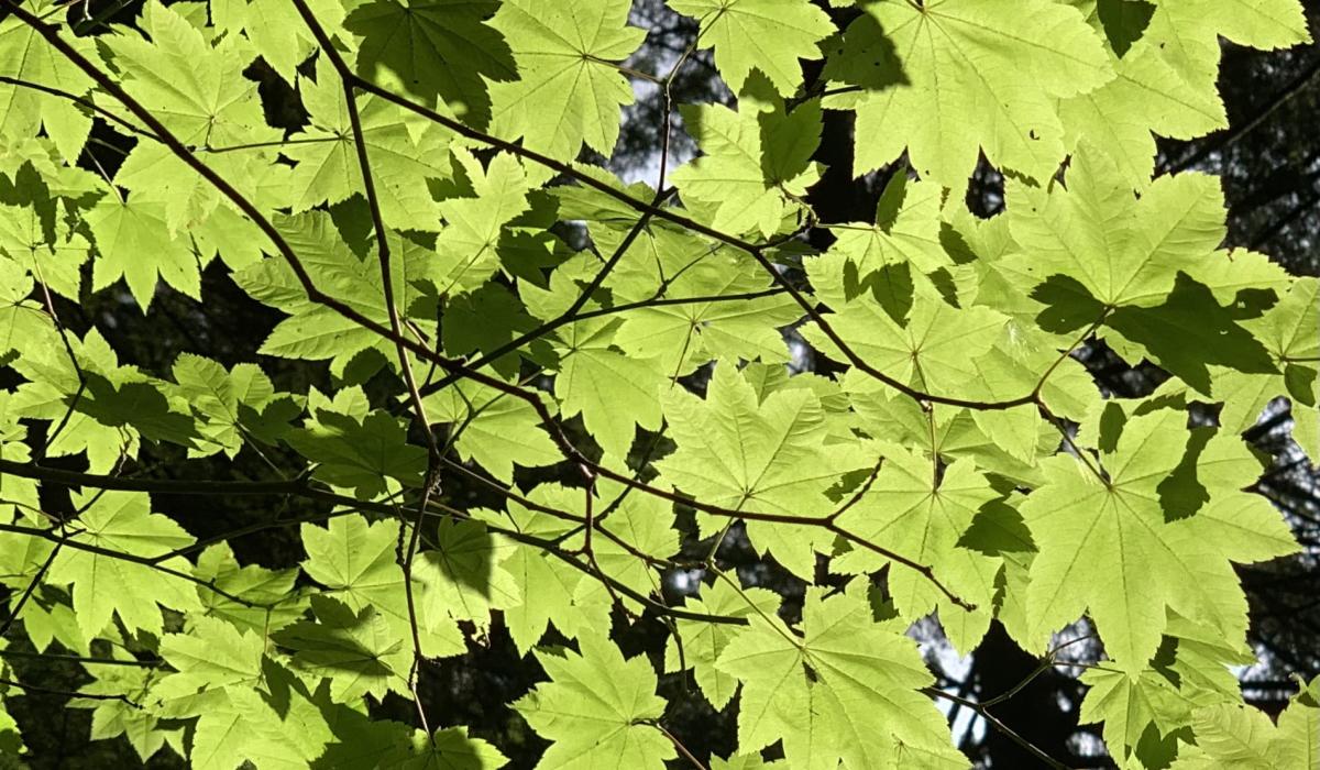 Green leaves